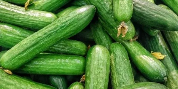 تصویر 1 از خرید و قیمت خیار سبز تازه + فروش صادراتی